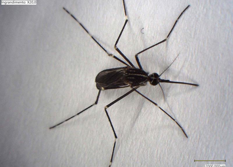 Zanzara adulta - Esemplare di Aedes Koreicus