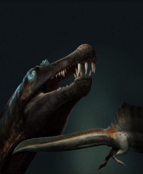 Ricostruzione dell’aspetto di Spinosaurus in vita. Illustrazione: Davide Bonadonna