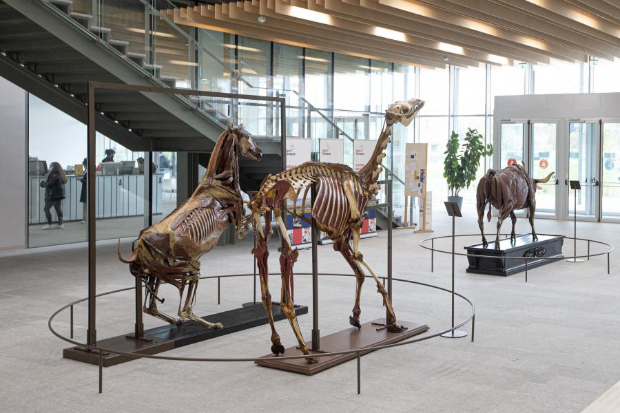 Le tre statue miologiche, dromedario, cavallo e bovino, nell'atrio della Facoltà di Medicina Veterinaria. Scuola milanese, fine sec. XVIII, inizio sec. XIX - Foto di Davide Pravettoni