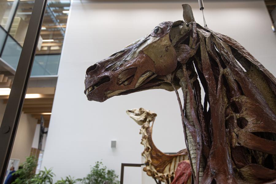 Statua miologica di cavallo, particolare della testa. Scuola milanese, fine sec. XVIII, inizio sec. XIX - - Foto di Davide Pravettoni