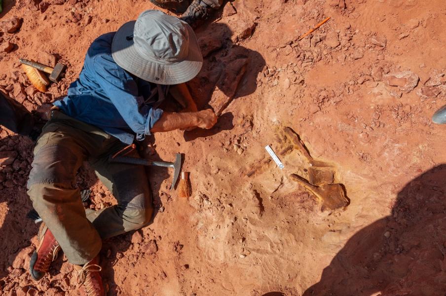 Dopo quasi 100 milioni di anni, le ossa dello spinosauro rivedono la luce del sole nel deserto del Kem Kem (Marocco sud-orientale). Foto: Gabriele Bindellini