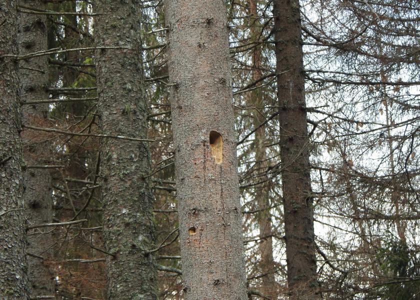 Nido di picchio nero in costruzione su abete rosso bostricato (C. Bettega).