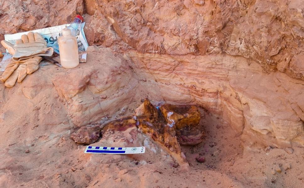 Vertebra caudale quasi intatta appartenente alla parte anteriore della coda dello spinosauro. Foto: Diego Mattarelli