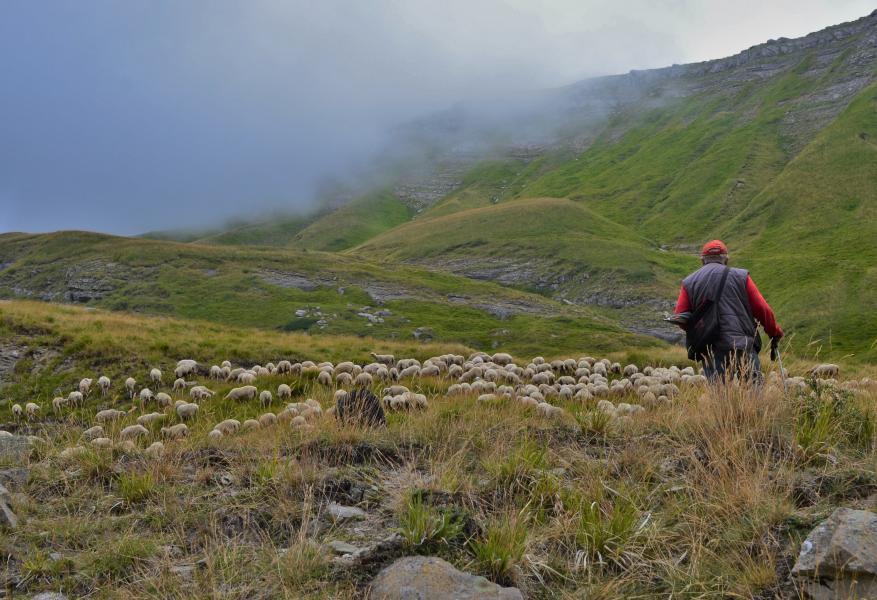 One of the last shepherds of the Appennines - Foto di Luca Forti