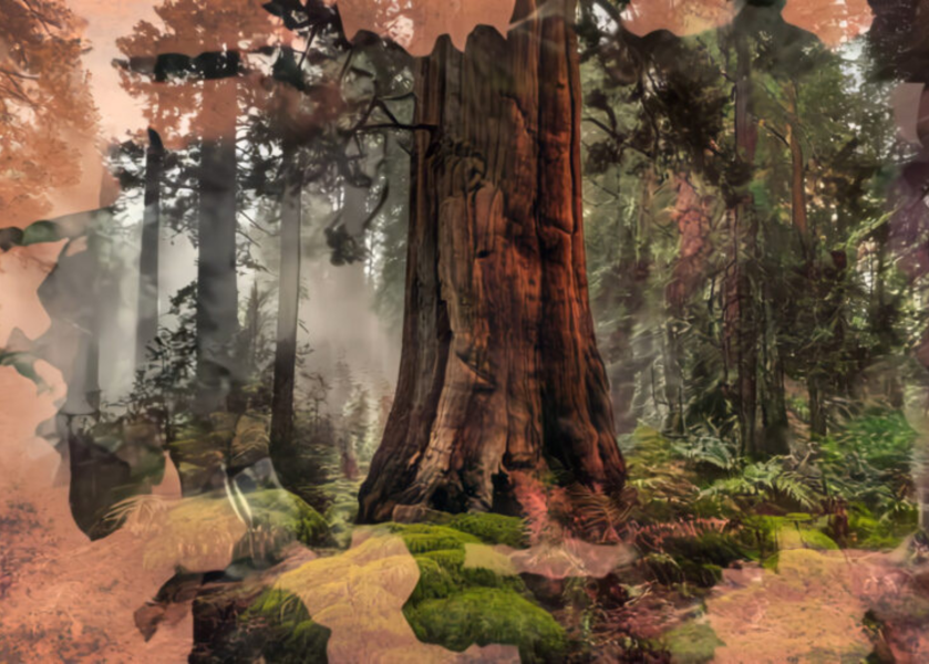 Vanishing Trees - Torreya-taxifolia