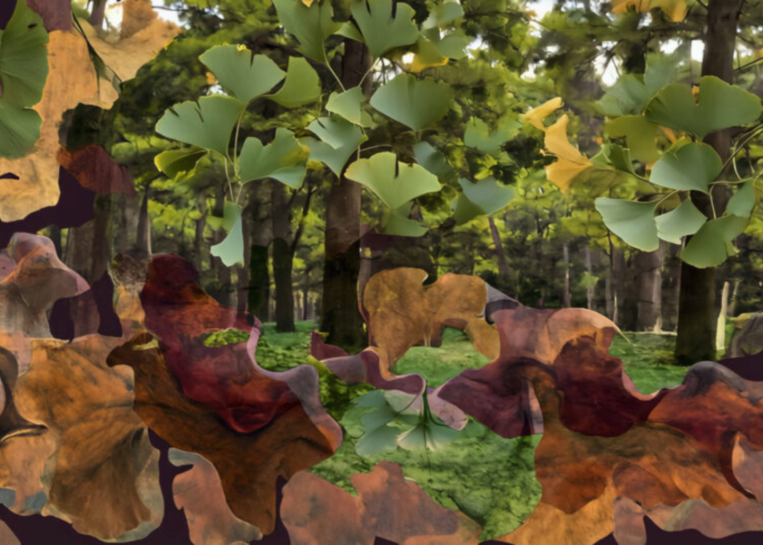 Vanishing Trees - Ginkgo-biloba