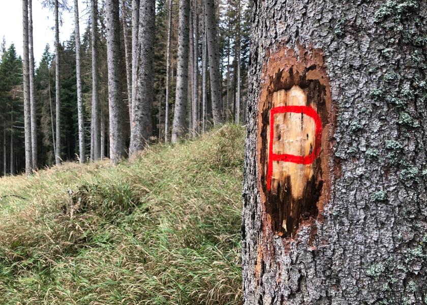 Abete rosso bostricato marcato con la lettera “P”, per identificare una pianta con cavità di picchio (C. Bettega).