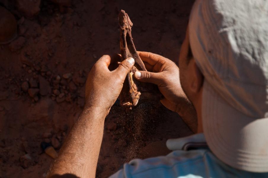 Uno chevron (osso a Y che si attacca sotto ogni vertebra caudale) appena prelevato dal letto di sabbia in cui è fossilizzato. Foto: Gabriele Bindellini