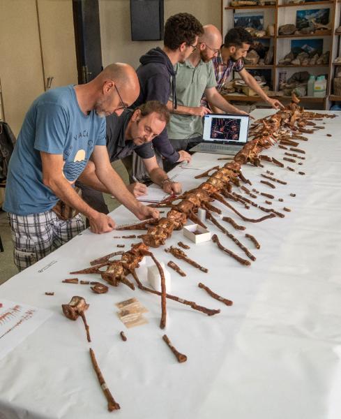 Alla Facoltà di Scienze dell’Università di Casablanca, la coda dello spinosauro viene pazientemente ricomposta e studiata nel suo insieme. Foto: Gabriele Bindellini