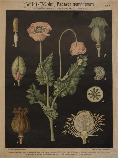 Tavola Papaver somniferum dell'Erbario dell'Orto Botanico di Brera.