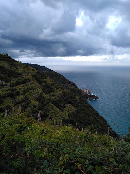 Viti in spiaggia - Foto di Alessandro Carniti 