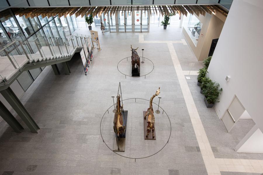 Le tre statue miologiche, dromedario, cavallo e bovino, nell'atrio della Facoltà di Medicina Veterinaria. Scuola milanese, fine sec. XVIII, inizio sec. XIX - Foto di Davide Pravettoni