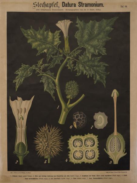 Tavola Datura stramonium dell'Erbario dell'Orto Botanico di Brera.