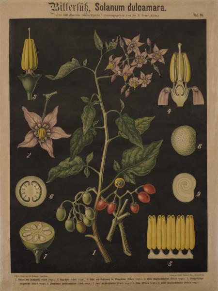 Tavola Solanum dulcamara Tavola del Datura stramonium dell'Erbario dell'Orto Botanico di Brera.
