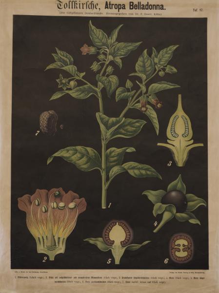 Tavola Atropa belladonna dell'Erbario dell'Orto Botanico di Brera.