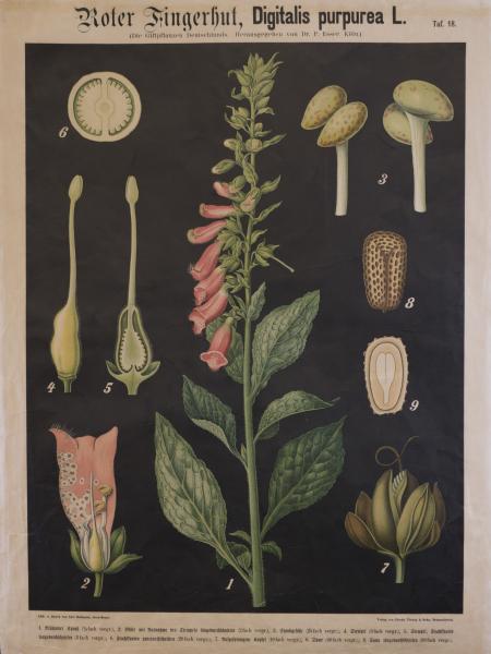 Tavola Digitalis purpurea dell'Erbario dell'Orto Botanico di Brera.