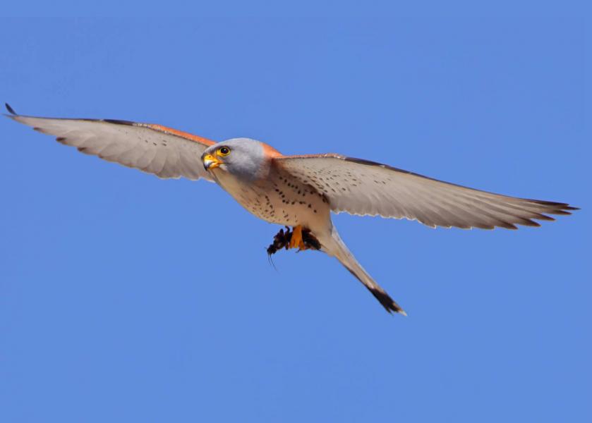 Adulto di falco grillaio, foto di Davorin Tome.