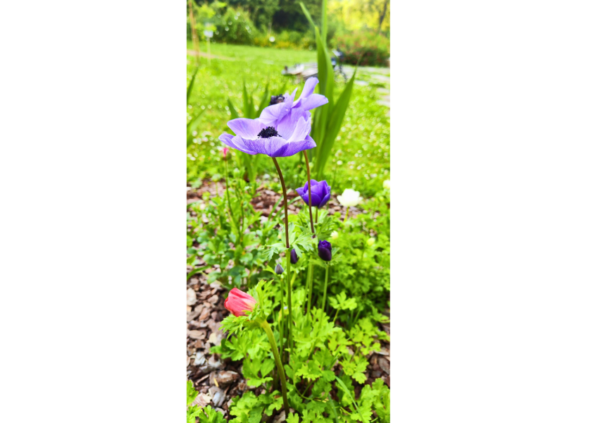 Anemone coronari, Orto Città Studi