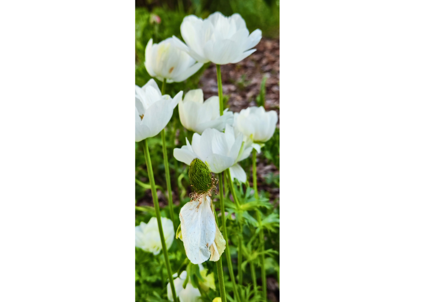 Anemone silvestre, Orto Città Studi