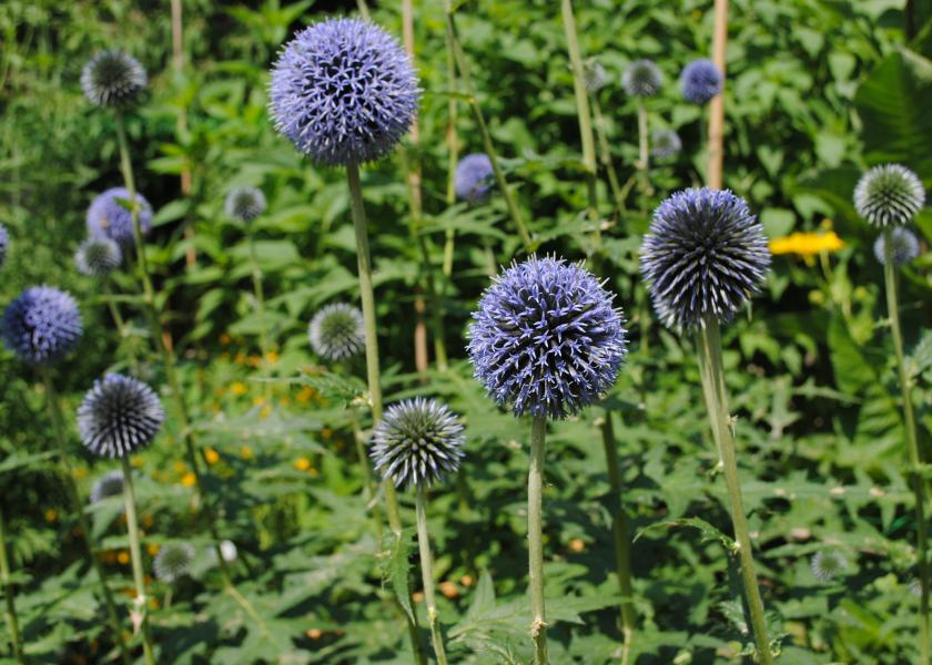 Orto botanico di Brera, Echinops bannaticus