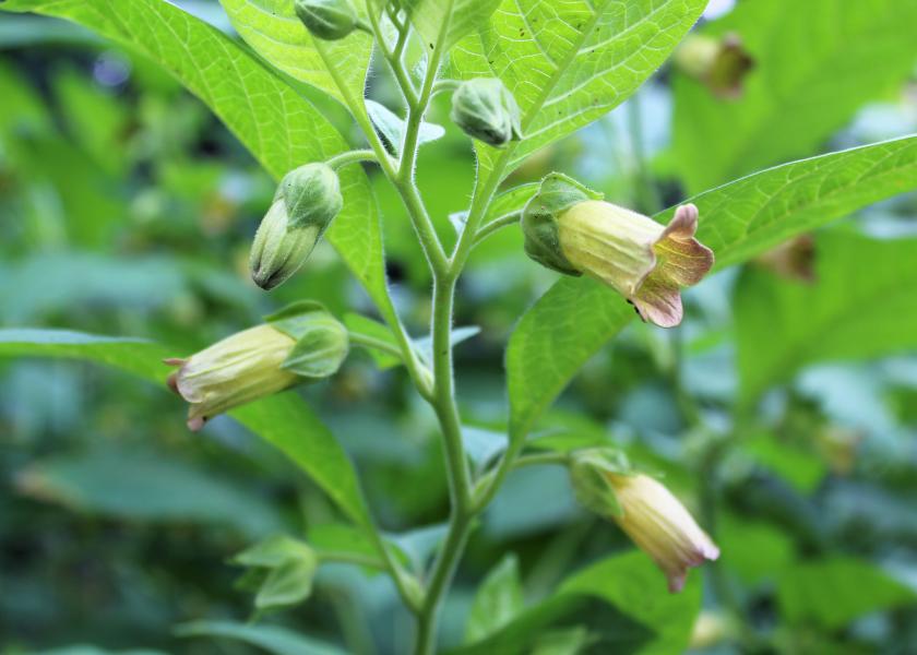 Orto botanico di Brera, Atropa belladonna