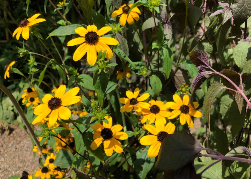 Orto botanico di Brera, Rudbeckia