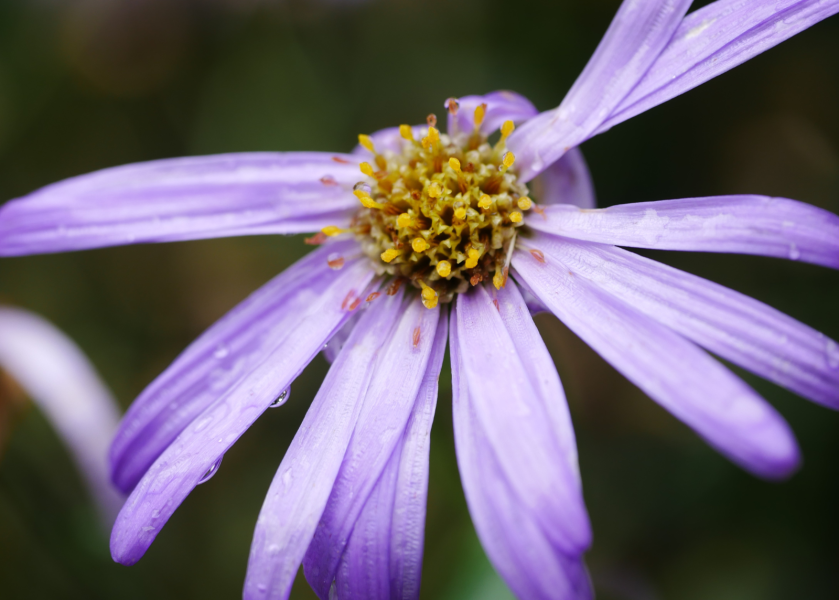 Orto Botanico di Brera - Aster