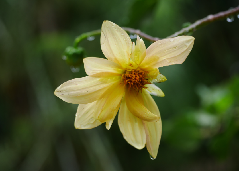 Orto Botanico di Brera - Dahlia Hybrida