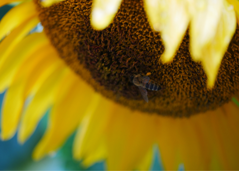 Orto Botanico di Brera - Girasole