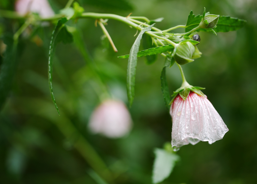 Orto Botanico di Brera - Pavonia Hastata