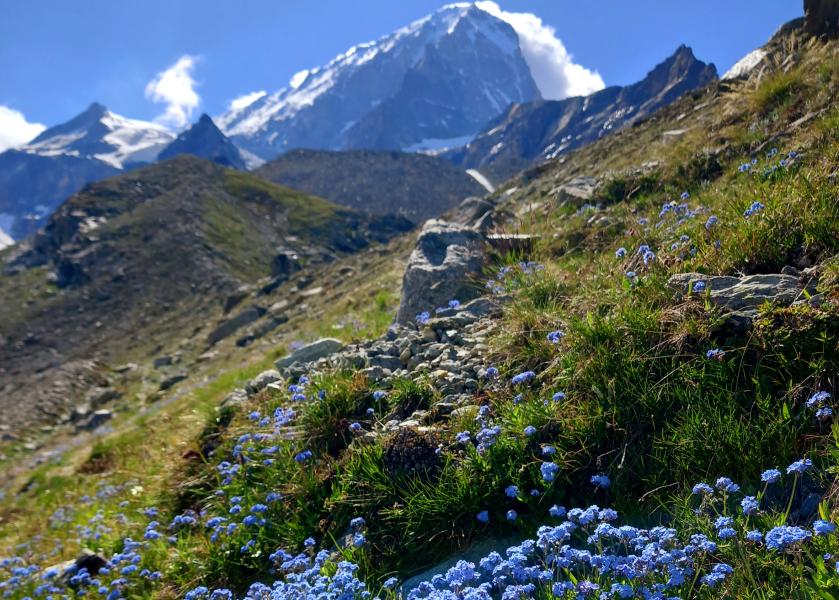 Cambiamento climatico: il ritiro dei ghiacciai indebolisce l’ecosistema.