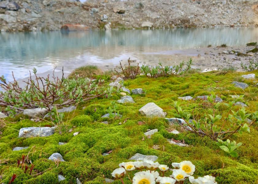 Cambiamento climatico: il ritiro dei ghiacciai indebolisce l’ecosistema.