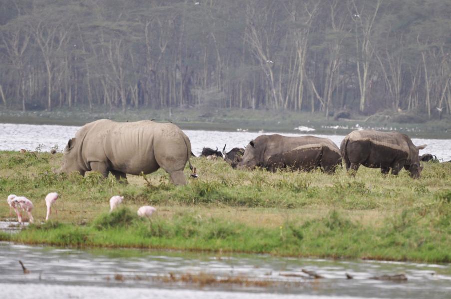 Ceratotherium simum ssp cottoni - Foto di Francesco Ficetola