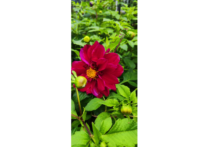 Orto Botanico di Città Studi - Dahlia - Foto di Diego De Nisi