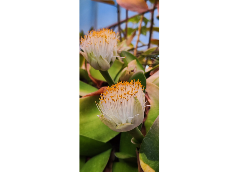 Orto Botanico di Città Studi - Haemanthus Albiflos - Foto di Diego De Nisi