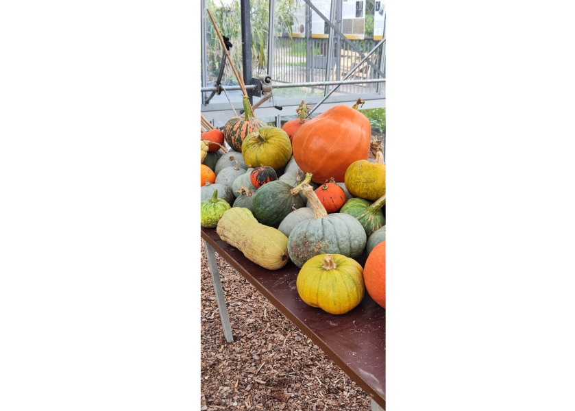 Orto Botanico di Città Studi - Zucche - Foto di Diego De Nisi