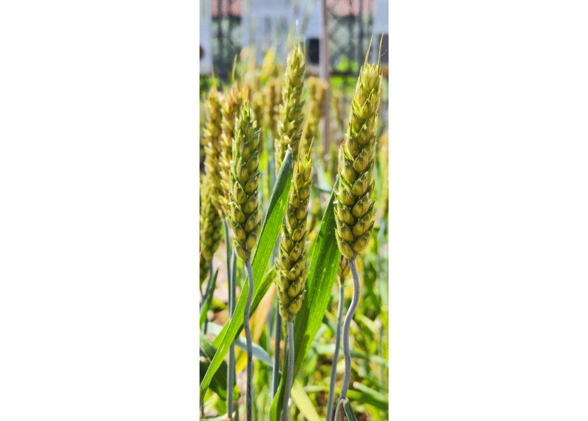 Orto botanico di Città Studi, spiga di grano tenero (Triticum aestivim). Foto di Diego De Nisis