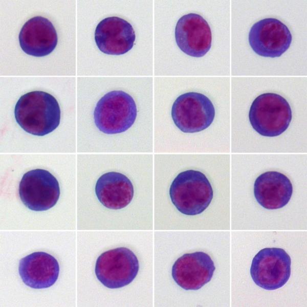 Collage di cellule staminali del fegato_Alessandro Fantin