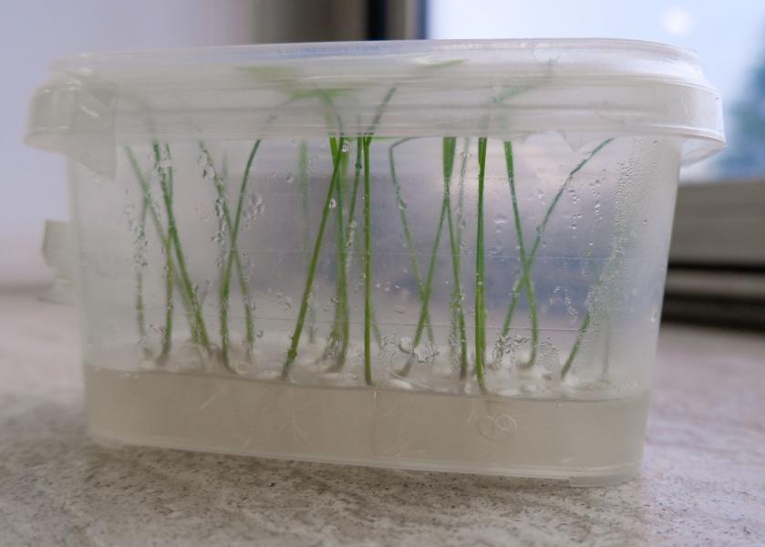 Coltivazione di riso in vitro.