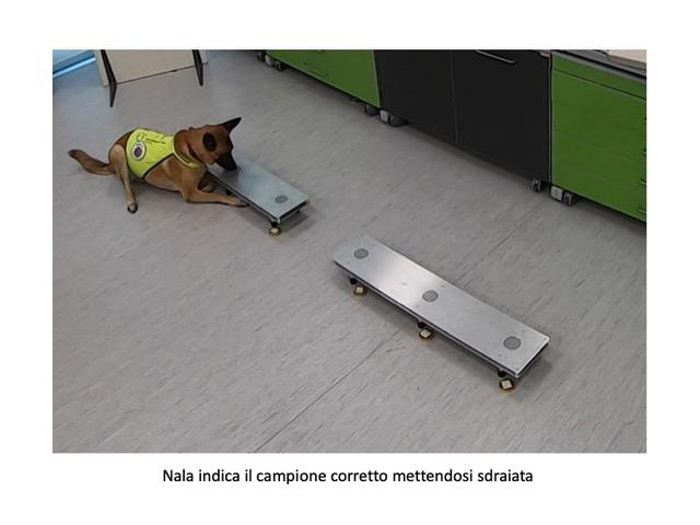 L'addestramento dei cani in laboratorio per rilevare la presenza di Sars-Cov-2