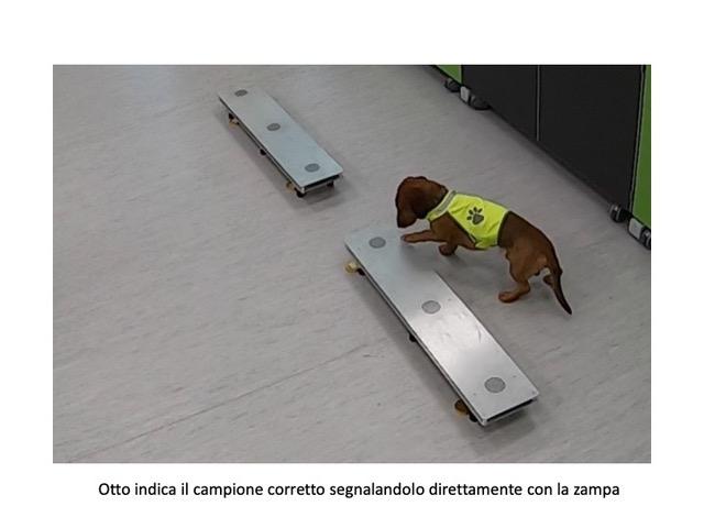 L'addestramento dei cani in laboratorio per rilevare la presenza di Sars-Cov-2