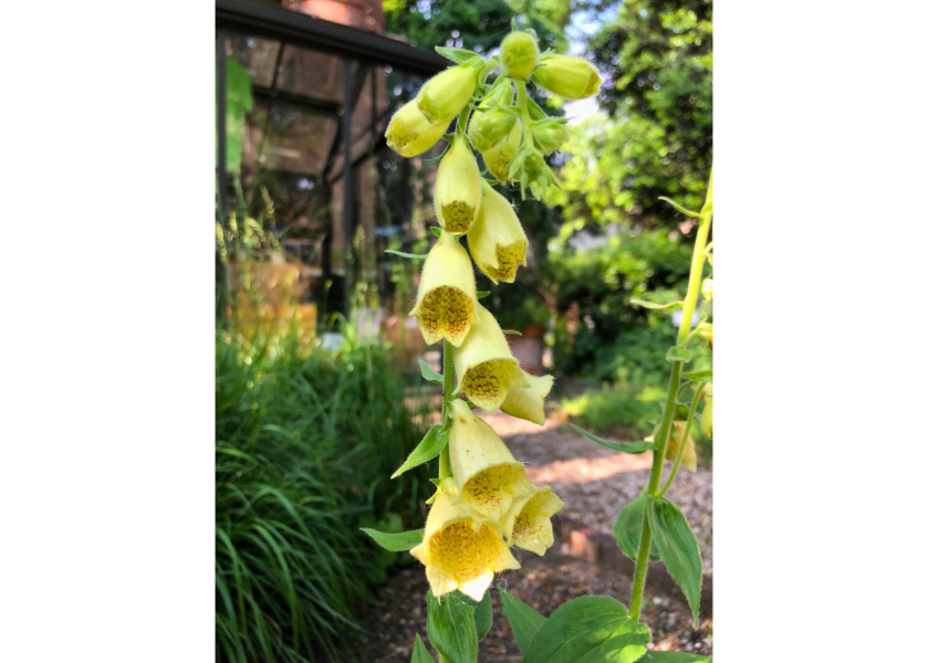 Digitalis grandiflora, Orto di Brera