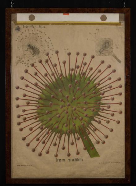 Drosera rotundifolia_Herbarium