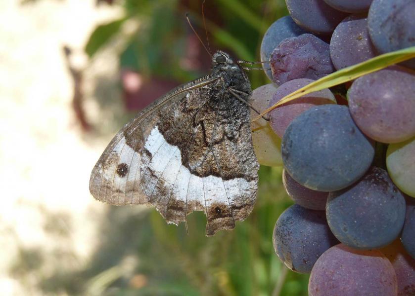 Farfalla del complesso Hipparchia fagi