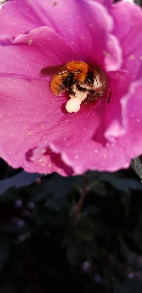 Ape Bombus Pascuorum - Credit: Daniela Lupi