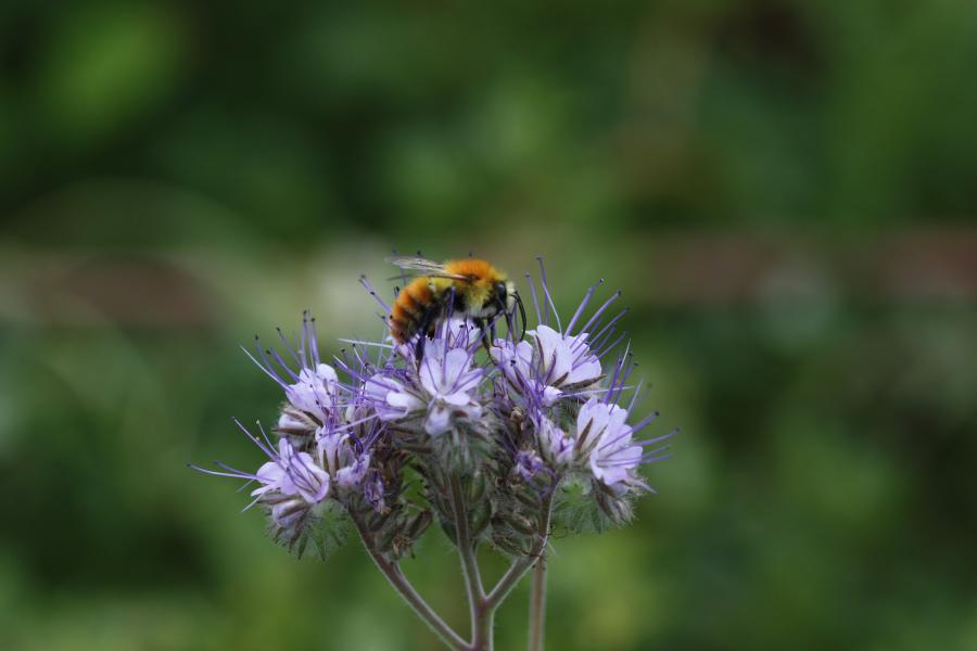 Ape Bombus Pascuorum - Credit: Daniela Lupi