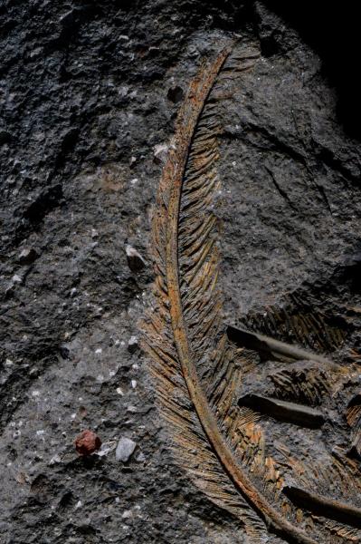Una piuma fossilizzata dell’avvoltoio pleistocenico inclusa nella roccia vulcanica dei Colli Albani. Foto di Edoardo Terranova.