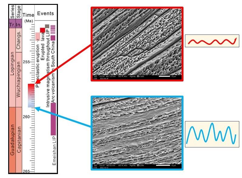  Microstrutture di conchiglie di brachiopode ben preservate che hanno registrato momenti  freddi (blu, caratterizzati da alta oscillazione nei valori isotopici e quindi grande variazione stagionale  di temperature) e momenti caldi (rosso, caratterizzati da bassa oscillazione nei valori isotopici e  quindi minima variazione stagionale di temperature).