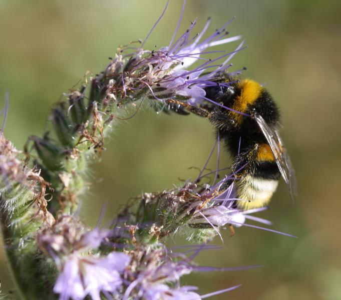 Ape Bombus Terrestris - Credit: Daniela Lupi