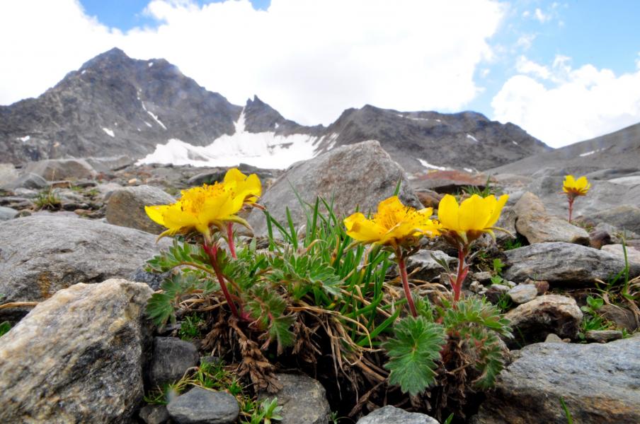Esempi di biodiversità glaciale 